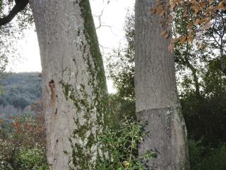 Img.VTax1664.ExN.Img1