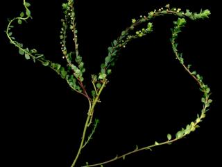Img.VTax1715.ExN.Img1