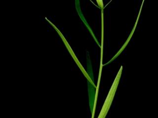 Img.VTax1777.ExN.Img7