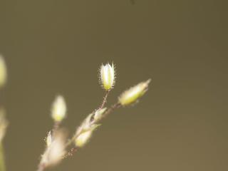 Img.VTax1861.ExN.Img2