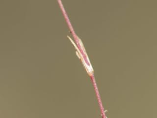 Img.VTax1861.ExN.Img3