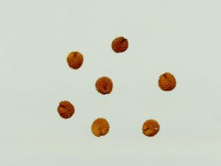 Img.VTax1913.ExN.Img11
