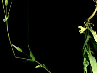 Img.VTax1913.ExN.Img12