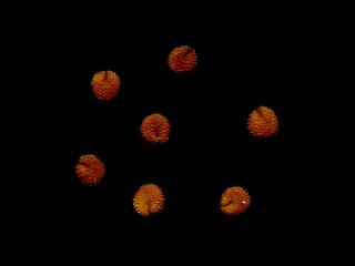 Img.VTax1913.ExN.Img13