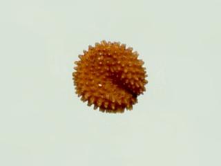 Img.VTax1913.ExN.Img4