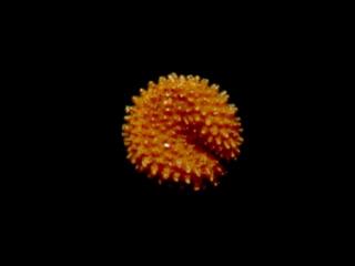 Img.VTax1913.ExN.Img9