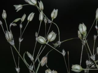 Img.VTax1976.ExN.Img1