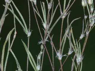 Img.VTax1976.ExN.Img3