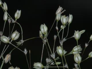 Img.VTax1976.ExN.Img4