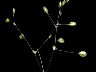 Img.VTax1976.ExN.Img9