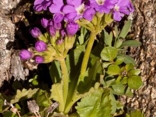 Img.VTax2165.ExN.Img3