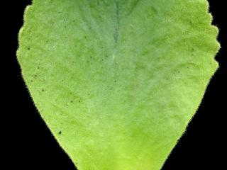 Img.VTax2174.ExN.Img1