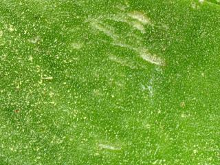 Img.VTax2174.ExN.Img15