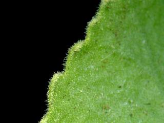 Img.VTax2174.ExN.Img9