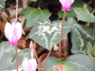 Img.VTax2188.ExN.Img14
