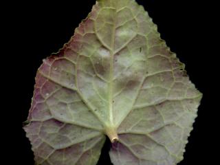 Img.VTax2188.ExN.Img16