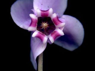 Img.VTax2188.ExN.Img3