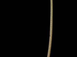 Img.VTax2188.ExN.Img4