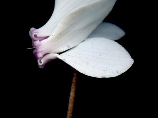 Img.VTax2188.ExN.Img8