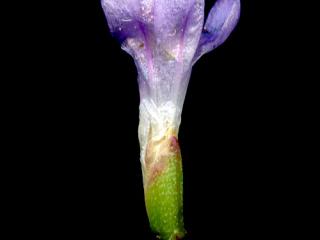 Img.VTax2213.ExN.Img10