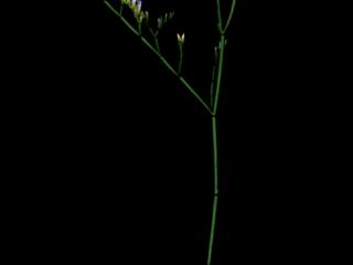 Img.VTax2213.ExN.Img13