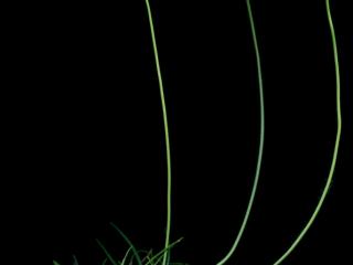 Img.VTax2230.ExN.Img1