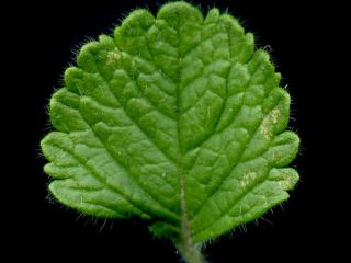 Img.VTax2388.ExN.Img3