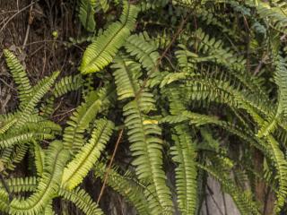 Img.VTax25.ExN.Img6