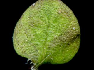 Img.VTax2503.ExN.Img6