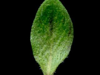 Img.VTax2503.ExN.Img7