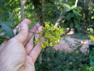 Img.VTax2545.ExN.Img1