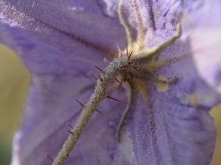 Img.VTax2559.ExN.Img1