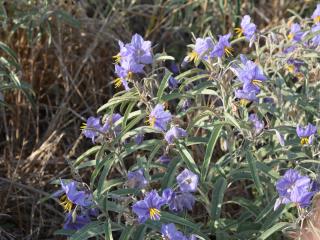 Img.VTax2559.ExN.Img17
