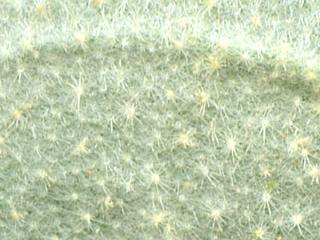 Img.VTax2559.ExN.Img33