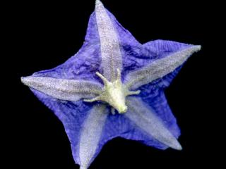 Img.VTax2559.ExN.Img34
