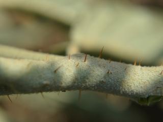 Img.VTax2559.ExN.Img9