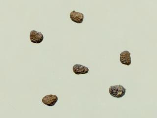Img.VTax2577.ExN.Img10