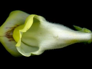 Img.VTax2604.ExN.Img4