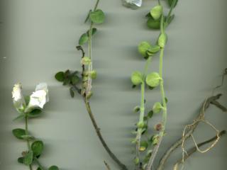 Img.VTax2609.ExN.Img10