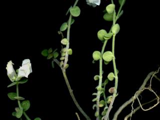 Img.VTax2609.ExN.Img8