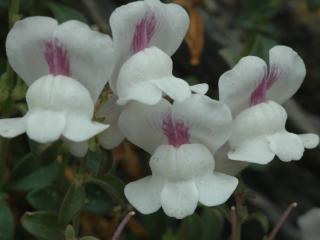 Img.VTax2611.ExN.Img4