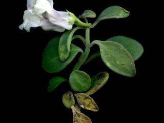 Img.VTax2612.ExN.Img1