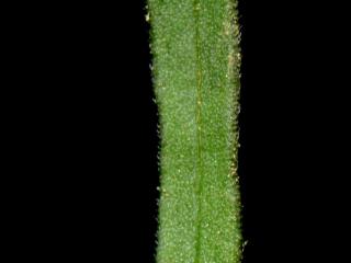 Img.VTax262.ExN.Img9