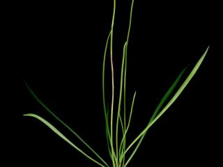 Img.VTax2793.ExN.Img3