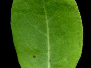 Img.VTax2870.ExN.Img1
