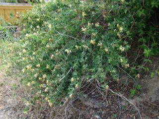 Img.VTax2873.ExN.Img2