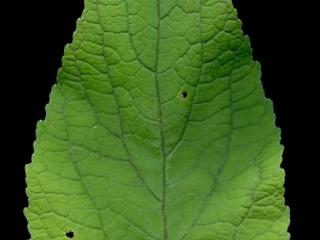Img.VTax2945.ExN.Img10