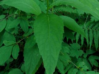 Img.VTax2945.ExN.Img3