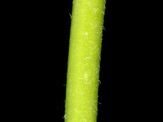 Img.VTax2945.ExN.Img6