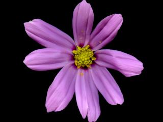 Img.VTax2976.ExN.Img1